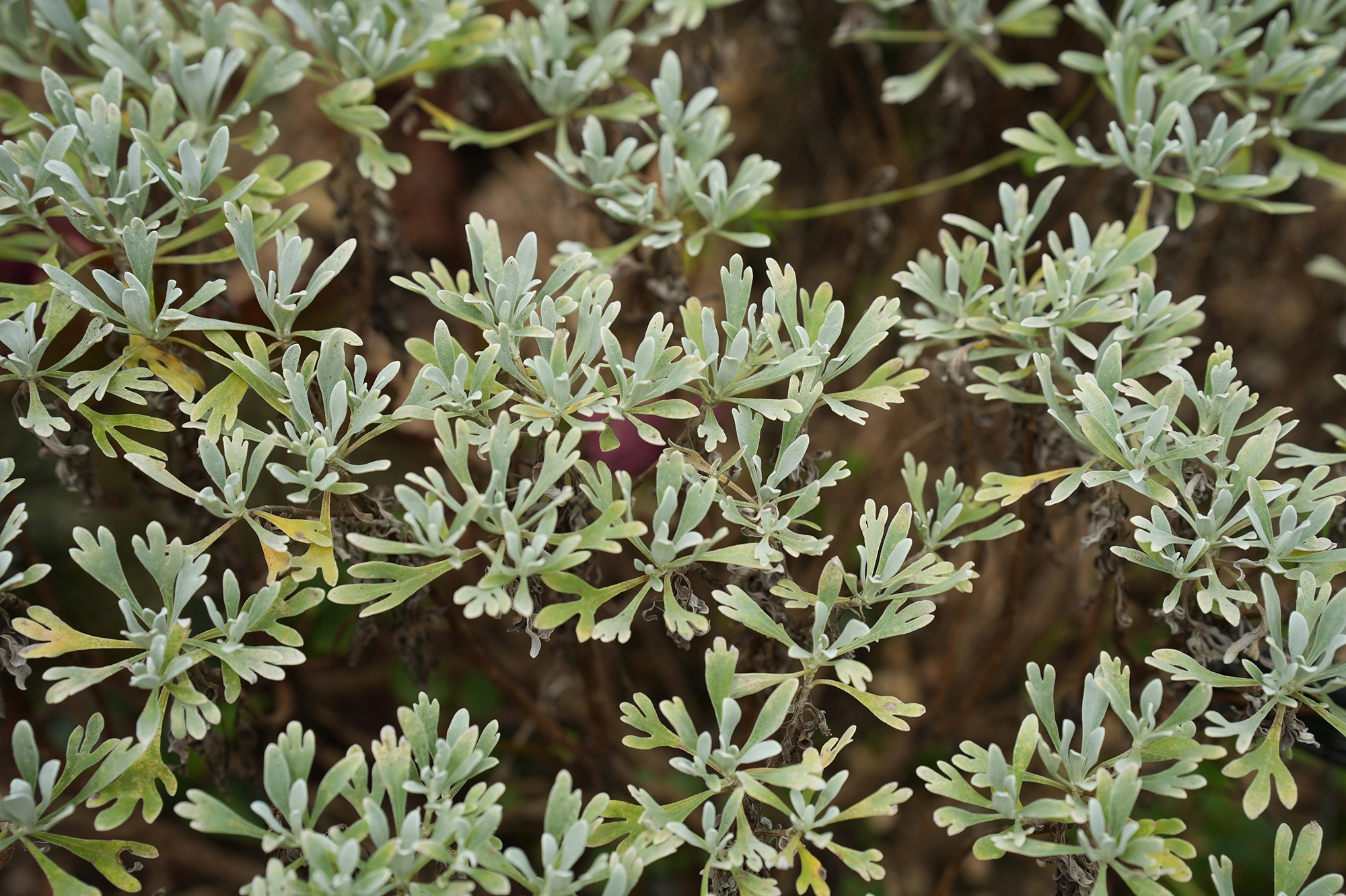 芙蓉菊（Crossostephium chinense (L.) Makino），是菊科芙蓉菊属半灌