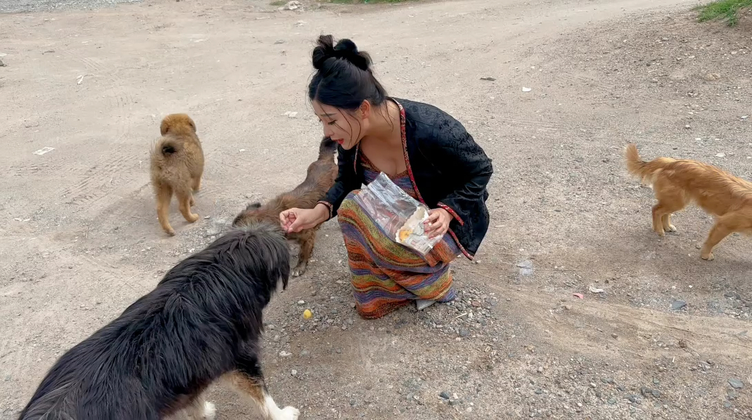 只有当人类可以慈悲关怀一切生灵，才可以真正体会安宁。#西藏#夏寺#流浪狗