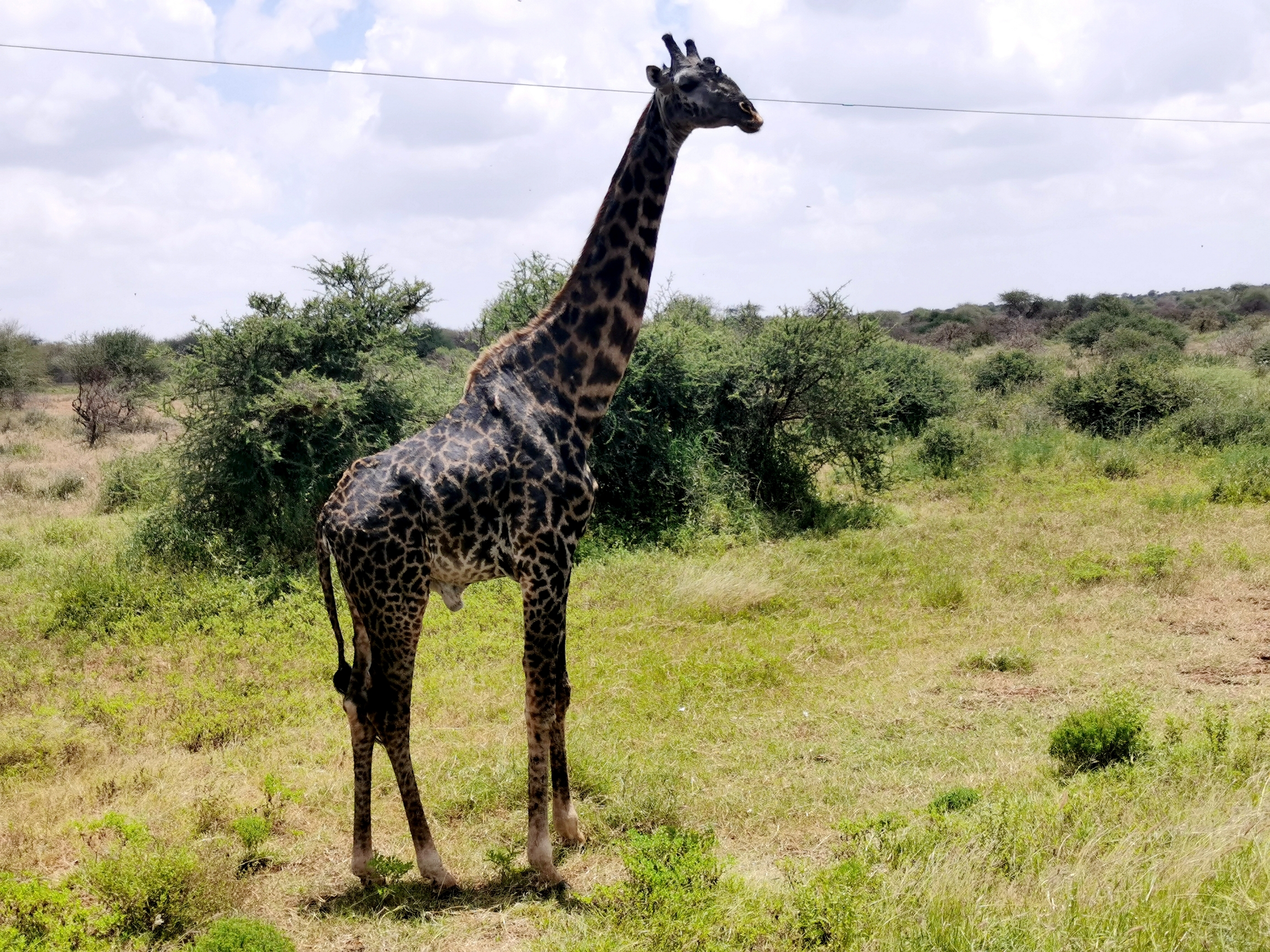 正月初二，在内罗毕看长颈鹿漫步金合欢树，探秘野性狂野非洲
