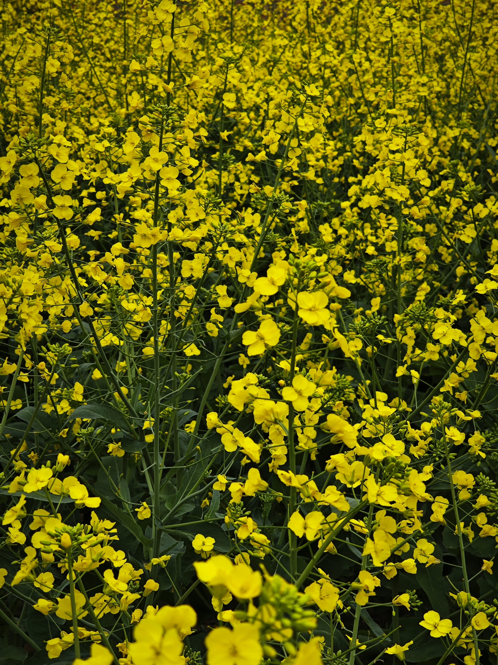 家乡的油菜花