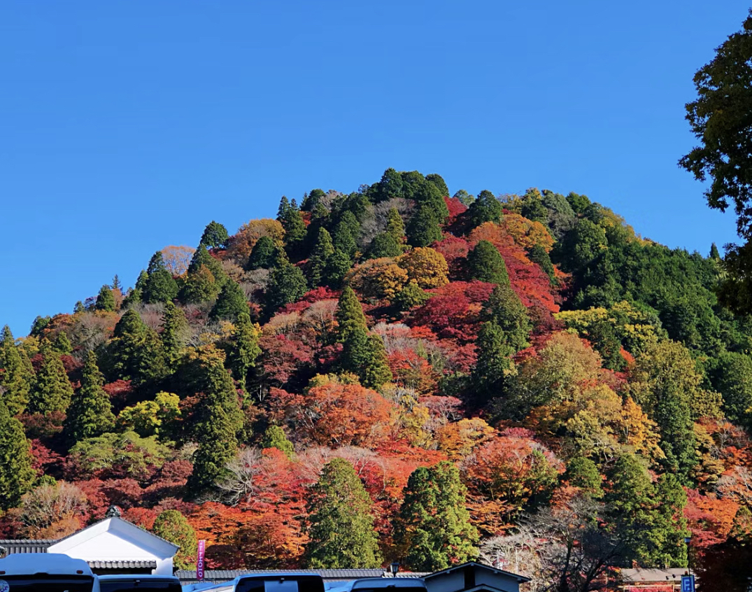 秋天去日本の香嵐溪看枫叶🍁如何？