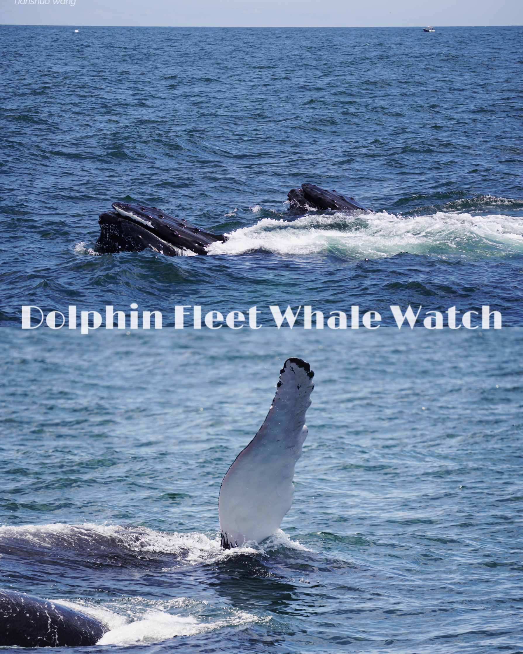 Dolphin Fleet，2023年最好的观鲸旅途