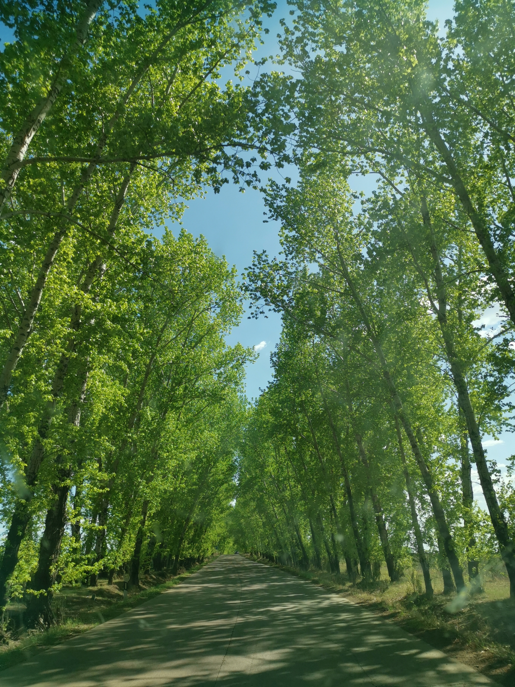 绿树成荫乡间路