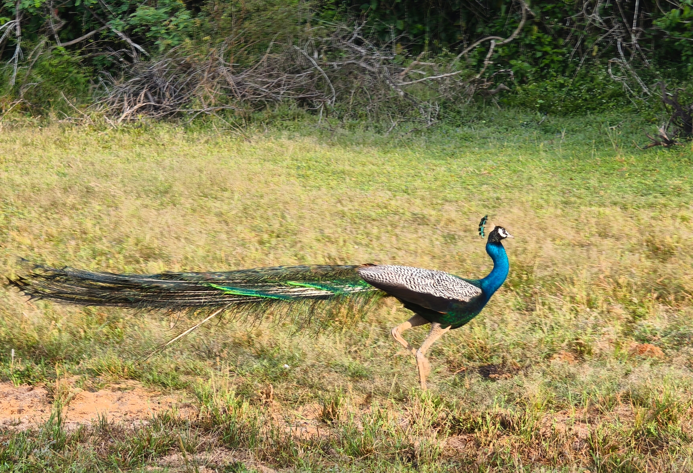 斯里兰卡雅拉国家公园之孔雀