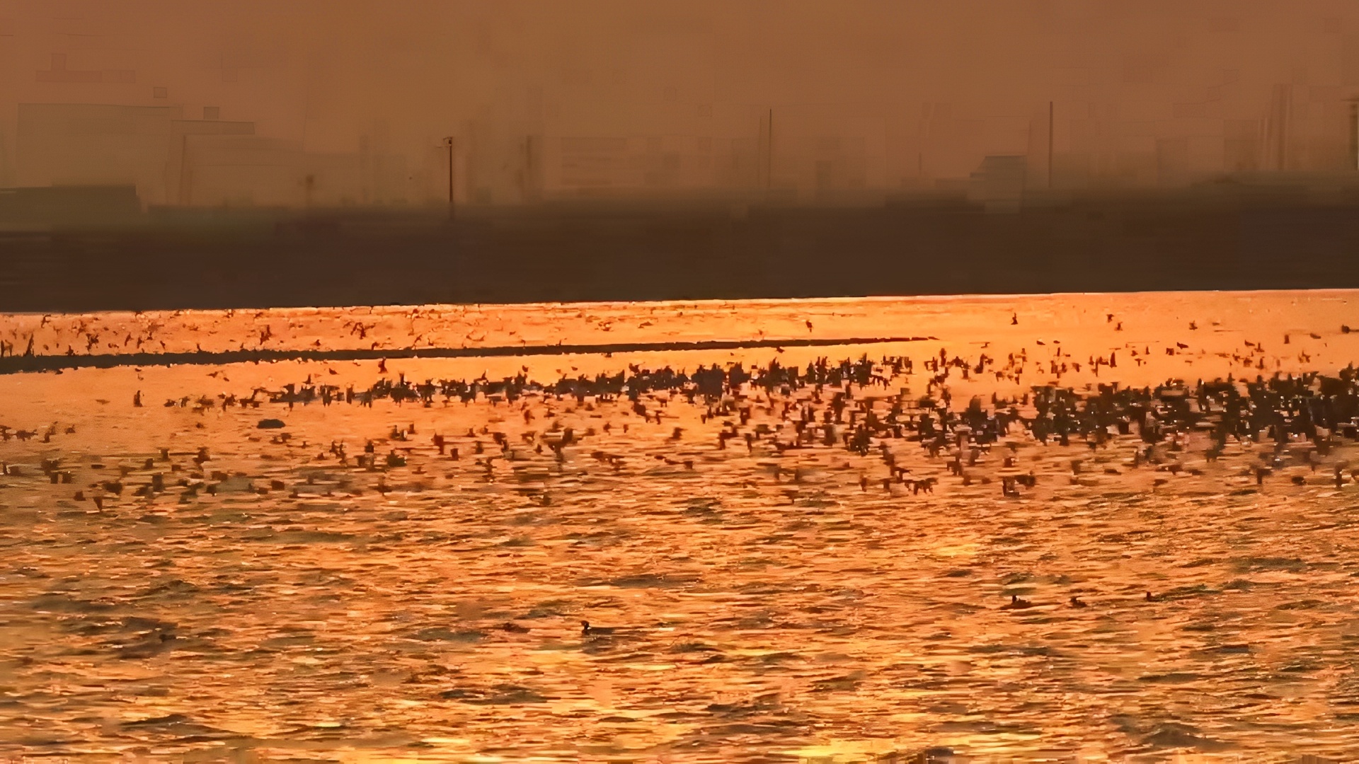 夕阳下的鸟浪