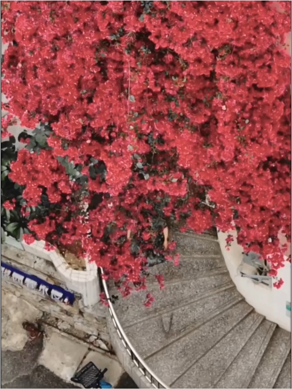 珠海这里，7层高的三角梅瀑布，与春天撞了个满怀！#三角梅瀑布 #珠海赏花