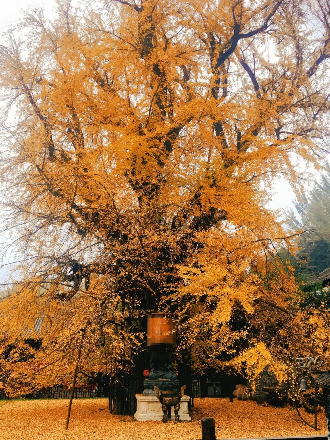 石家庄千年银杏树