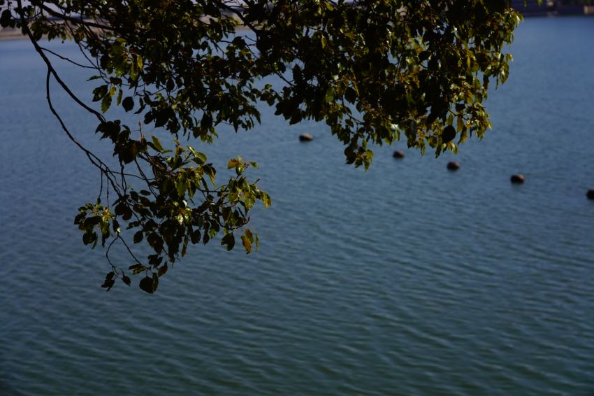 两条路的风景，一条是做缆车看大熊猫，另一条是索道（我们没有去）；可以买套票200（60岁以上半价，记