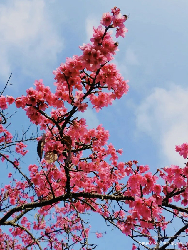 广东最大赏樱地,新丰樱花峪游玩攻略