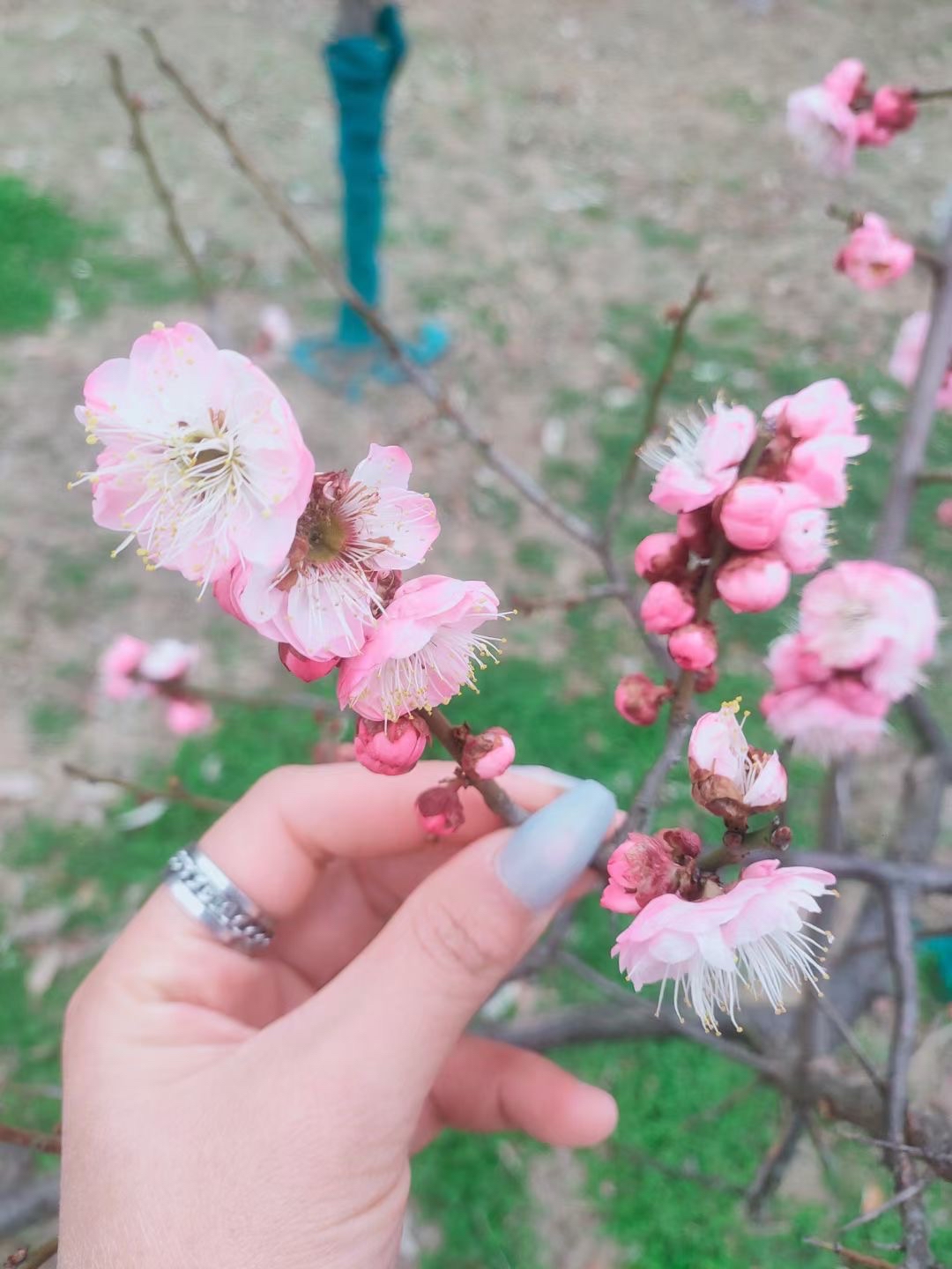 竹外桃花三两枝的盛开，告诉我们春天来了