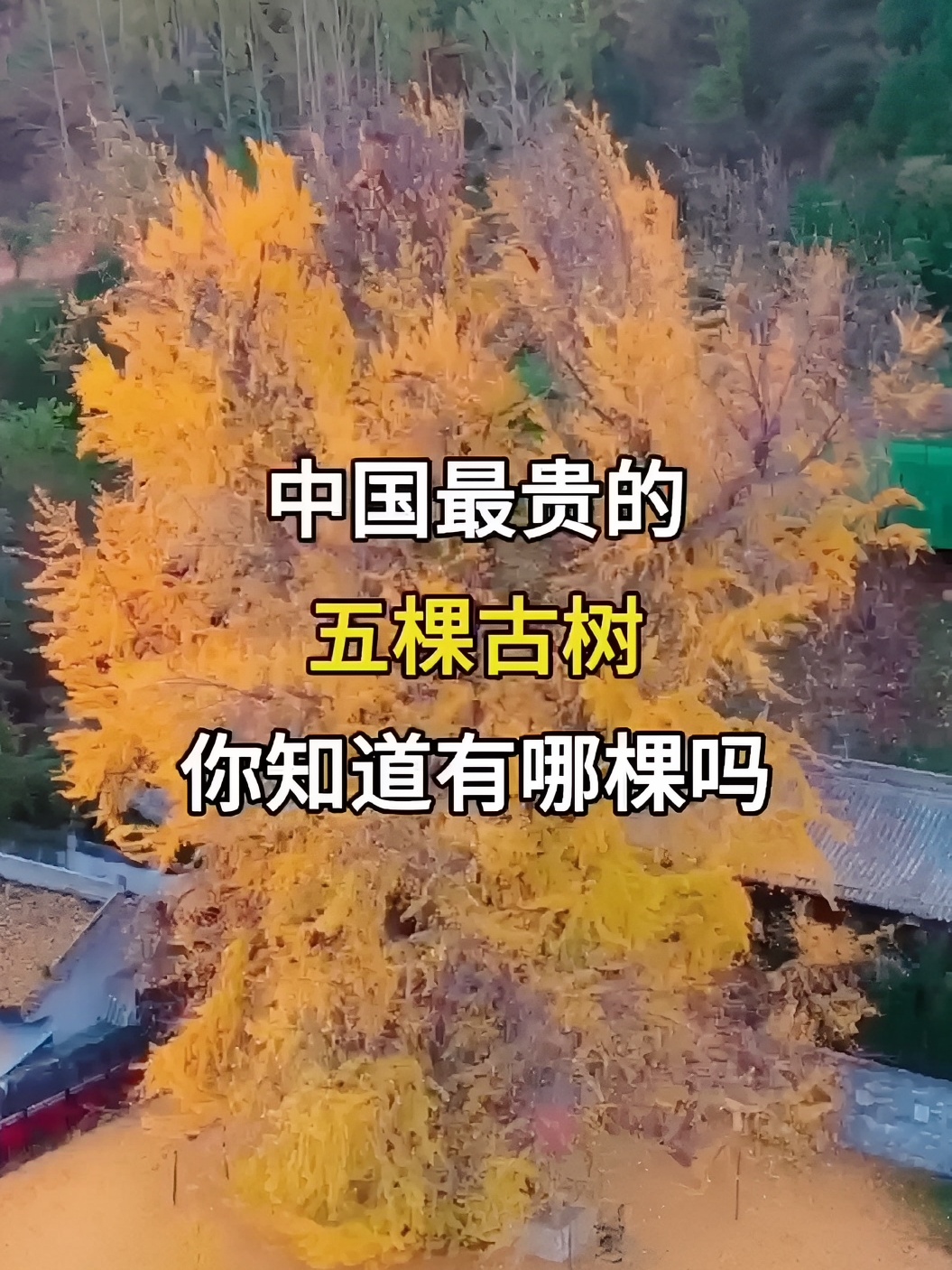 中国最贵的五棵古树#旅行 #旅行推荐官 #千年古树#最贵的树