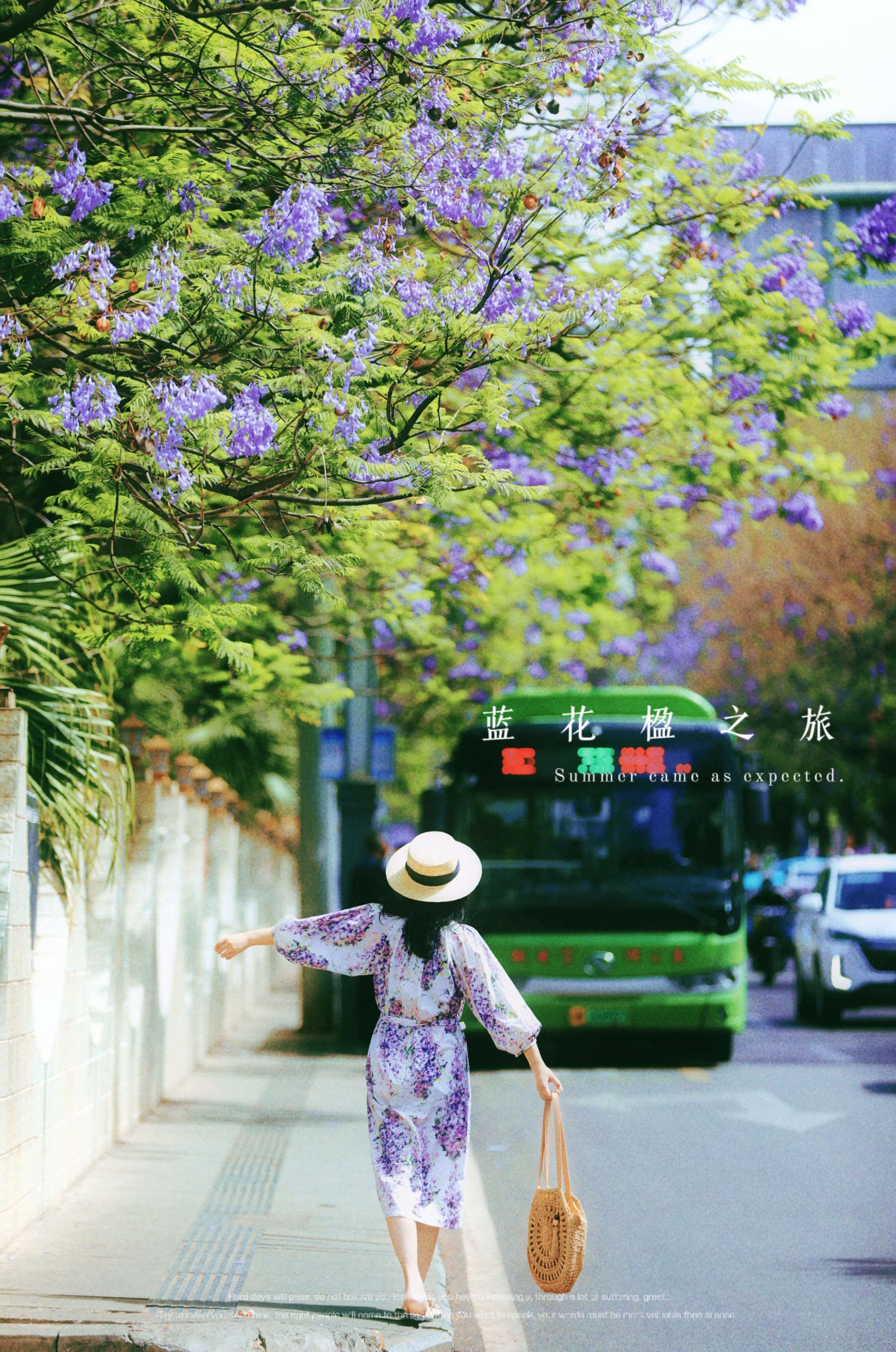 💜西昌之行|在明媚的五月追到了蓝花楹的一点小尾巴