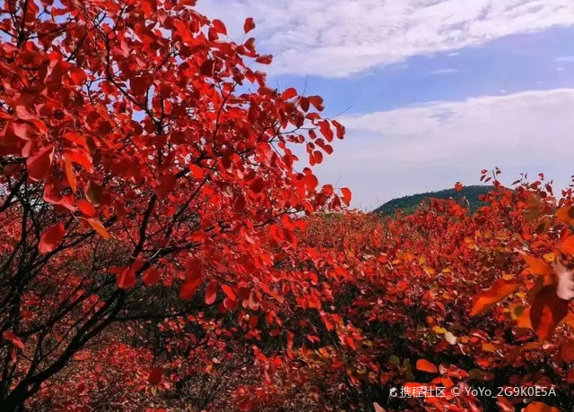 令人窒息!桐柏山红叶秘境,每一帧都美成壁纸