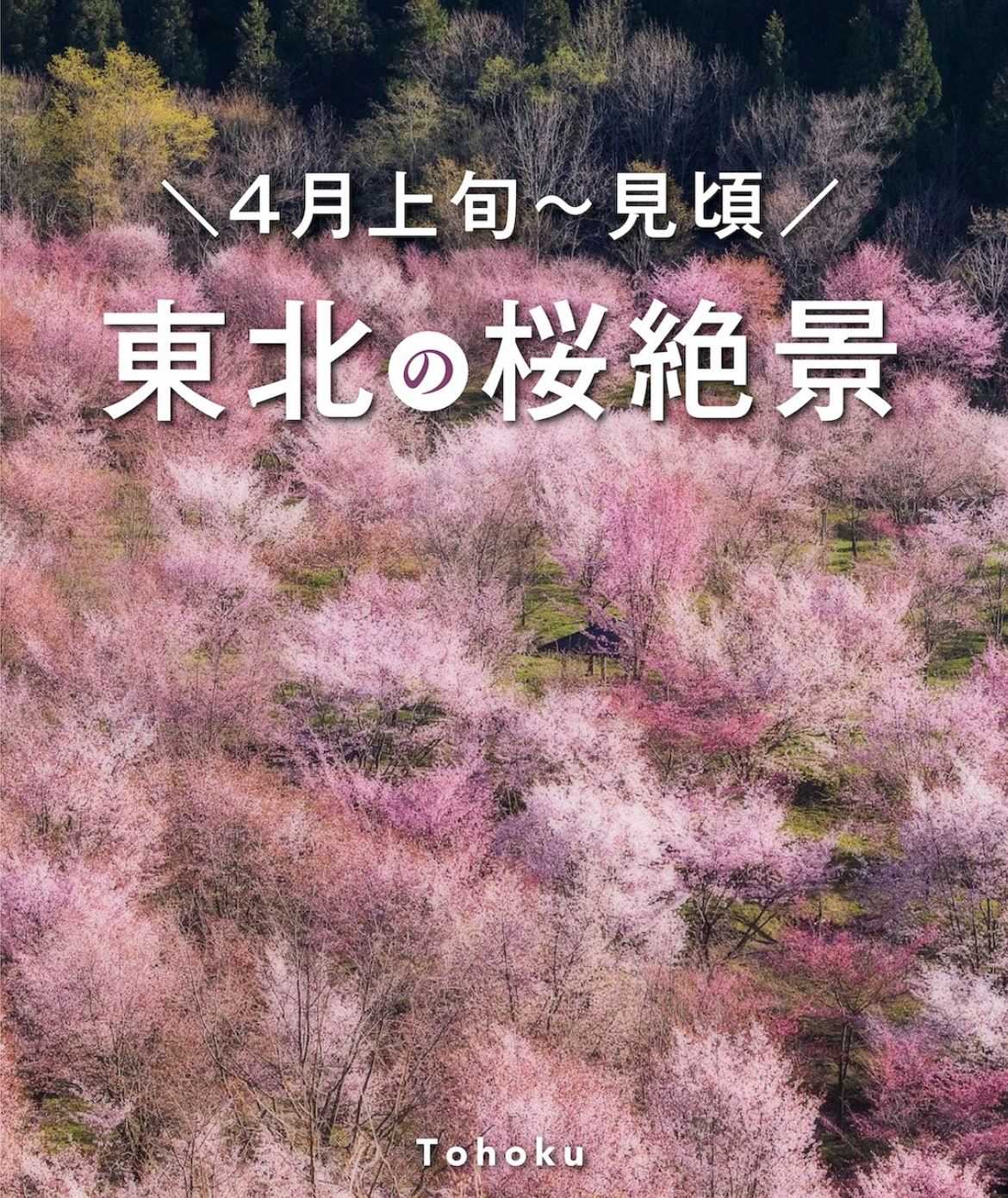四月份去日本赏樱好去处/小众旅行地