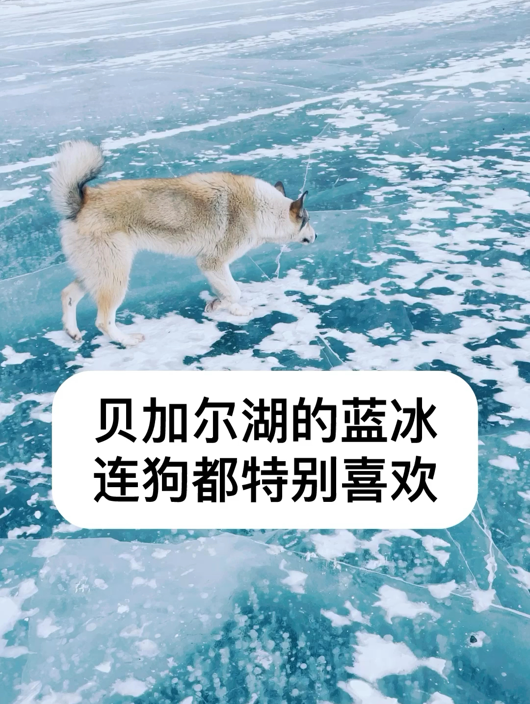 连狗都特别喜欢贝加尔湖的蓝冰