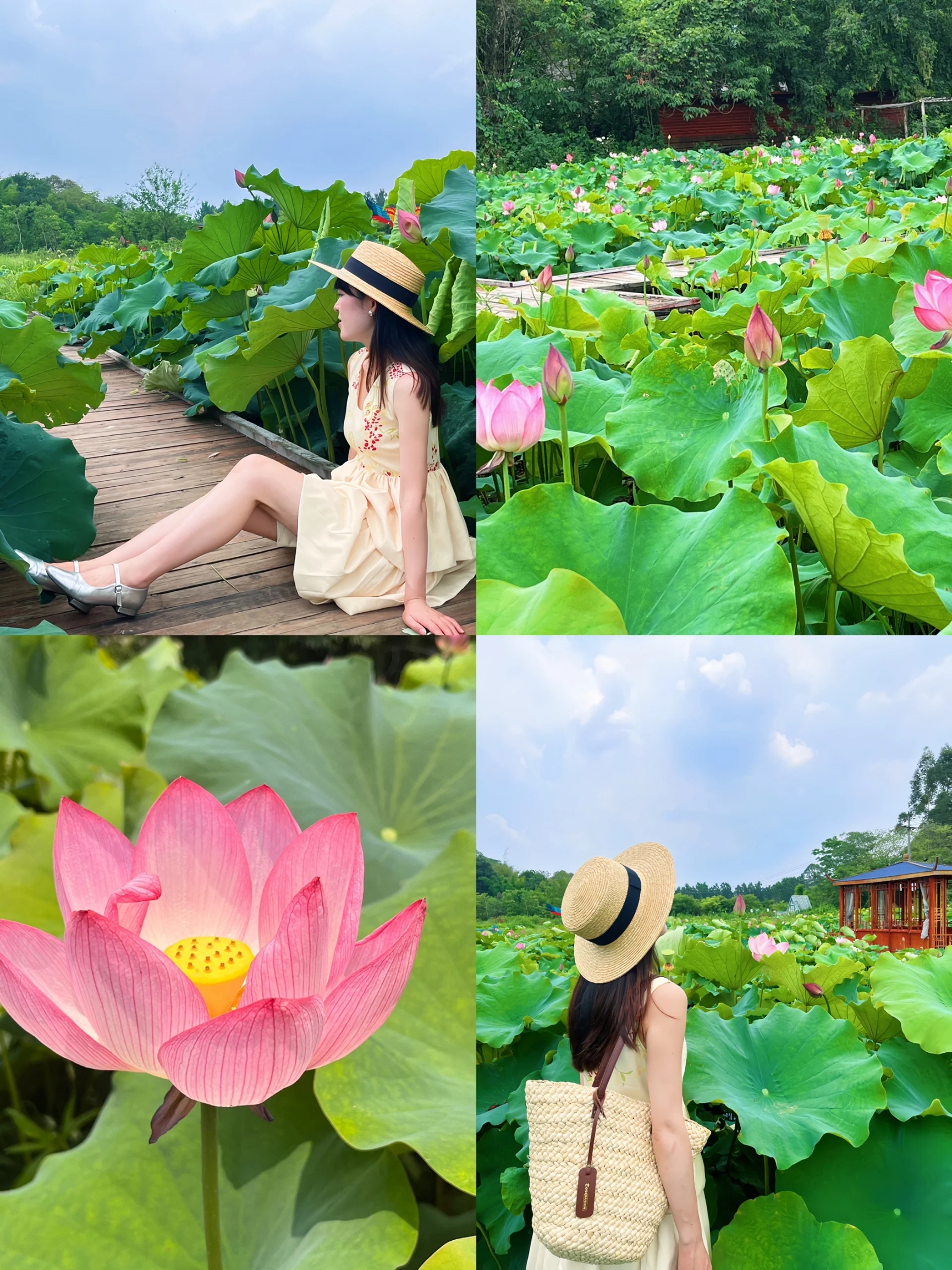 濮阳荷花，盛夏的一片清凉！🌺🌸