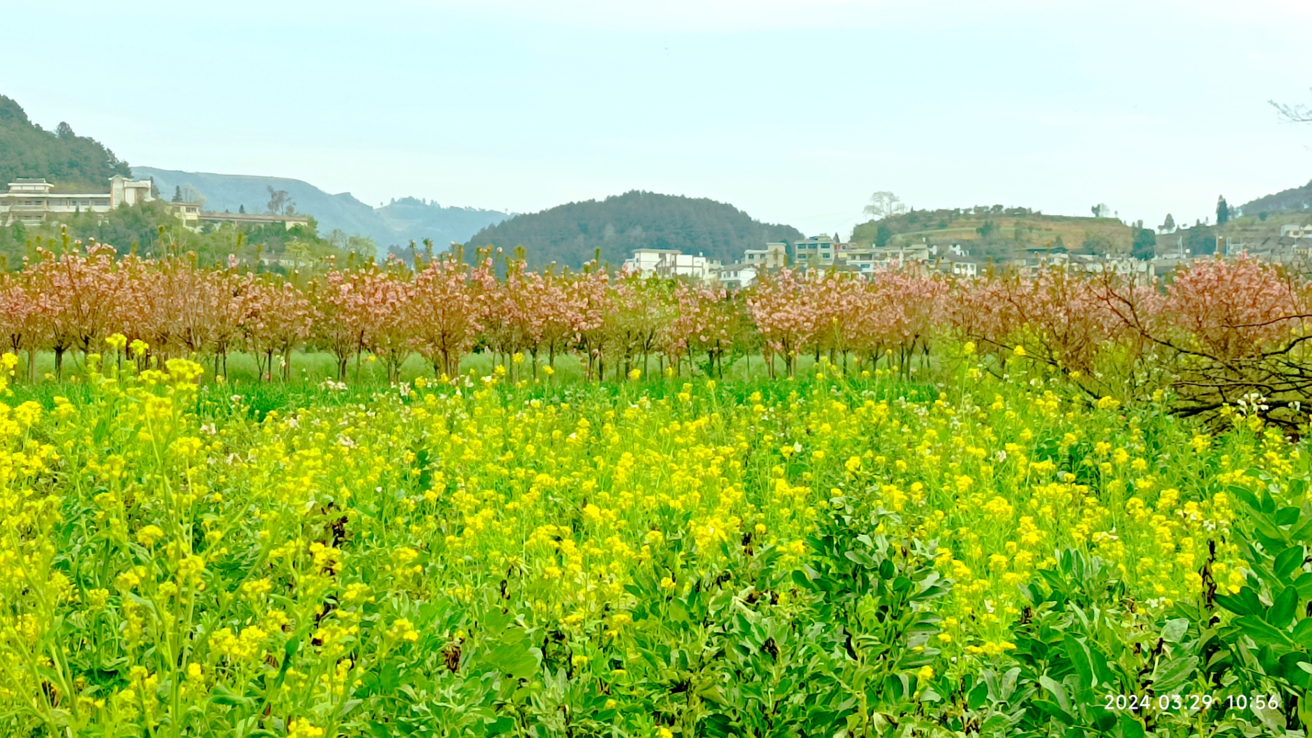 贵州不仅只有油菜花，还有樱花和杜鹃，但开花时间有差异。油菜花会先开，花落结油菜仔的时候樱花和杜鹃花就