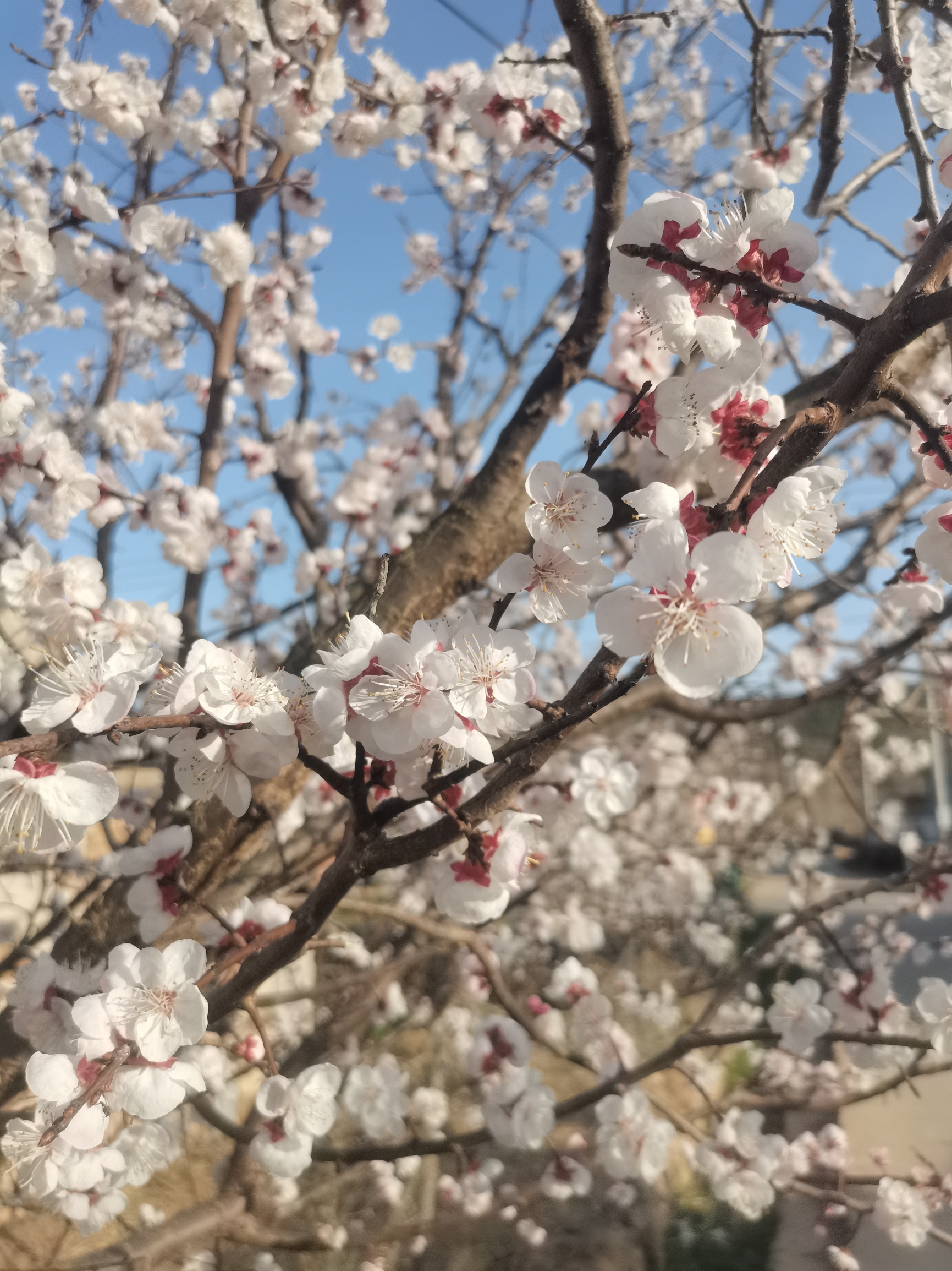 山花烂漫