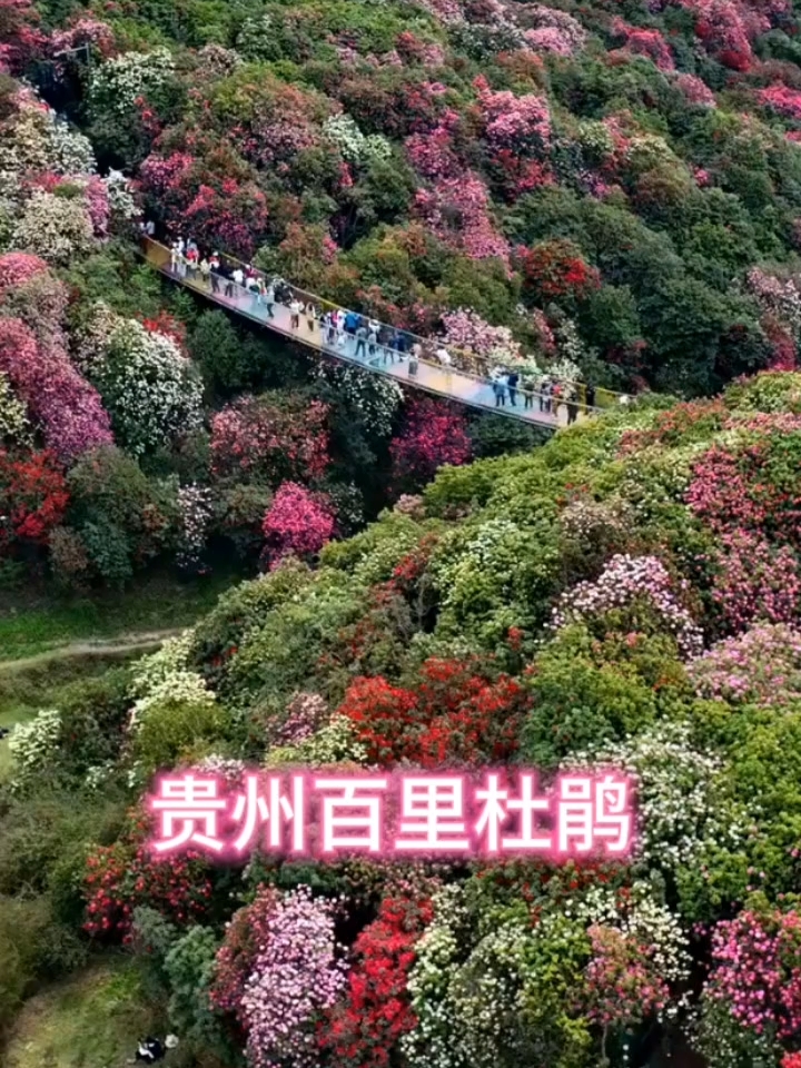 地球彩带，天然花园，最佳观赏期！#贵州旅游攻略 #贵州百里杜鹃 #旅行推荐官