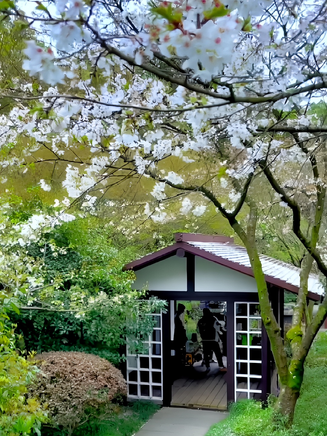 美过京都，春天必打卡的樱花胜地美不胜收
