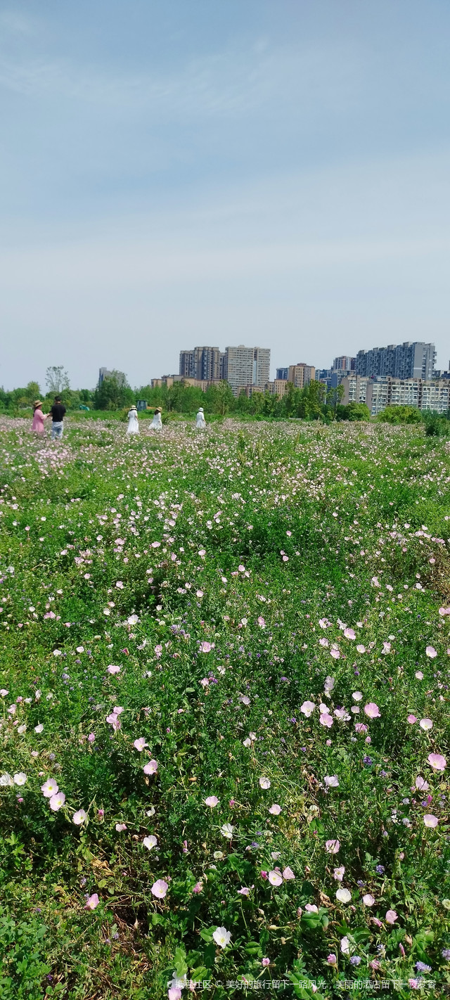 成都百仁城市文化公园花开景美