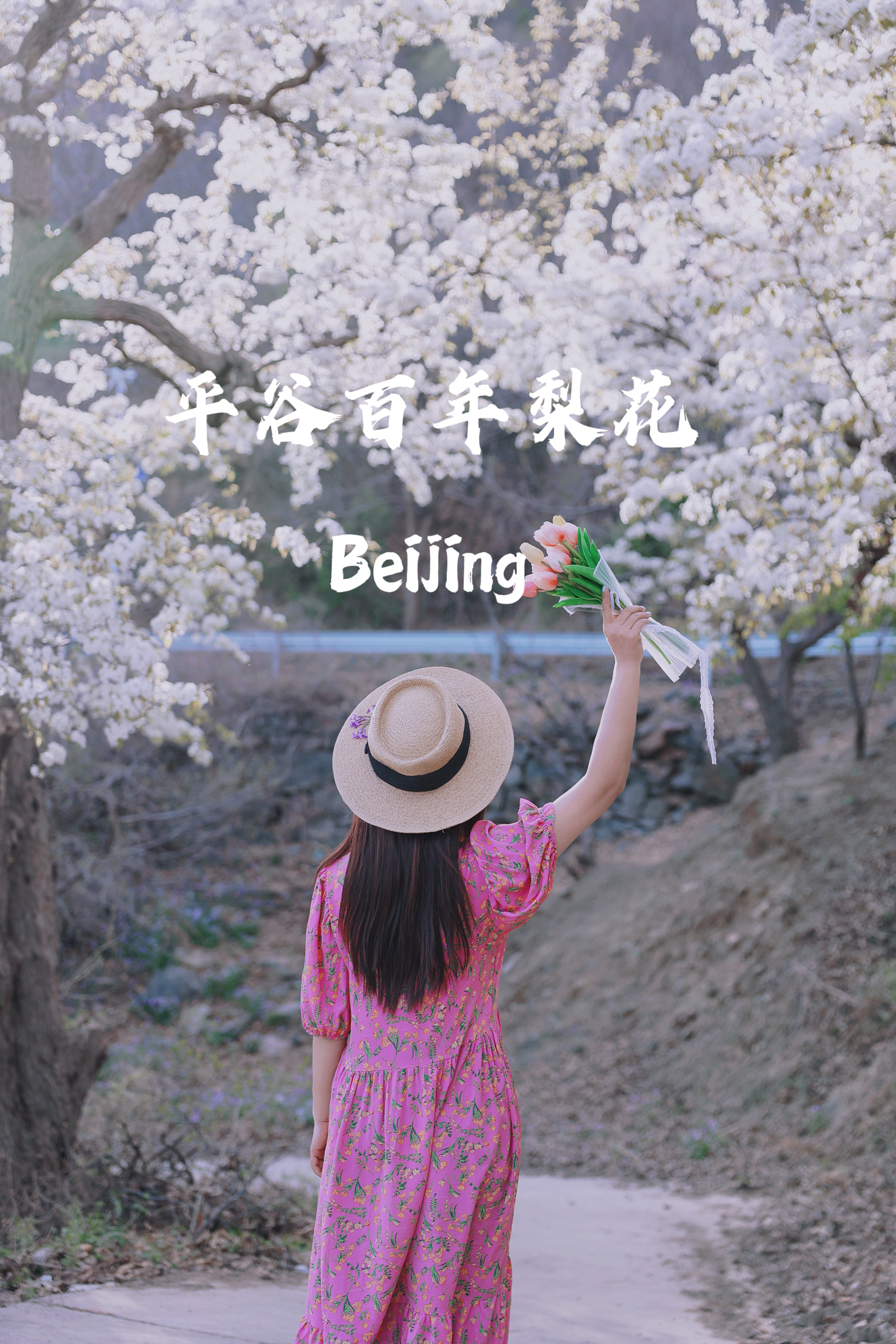 北京旅行｜京郊1h的百年梨花、美到心尖