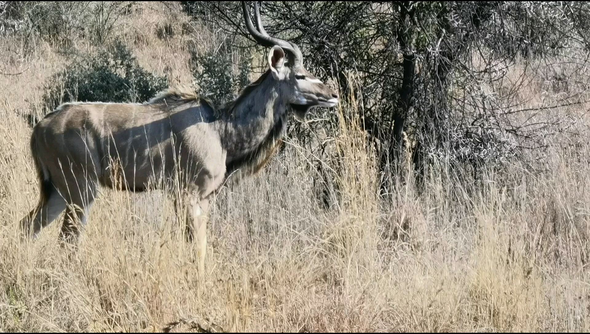 202307南非匹林斯堡国家公园非洲羚羊
