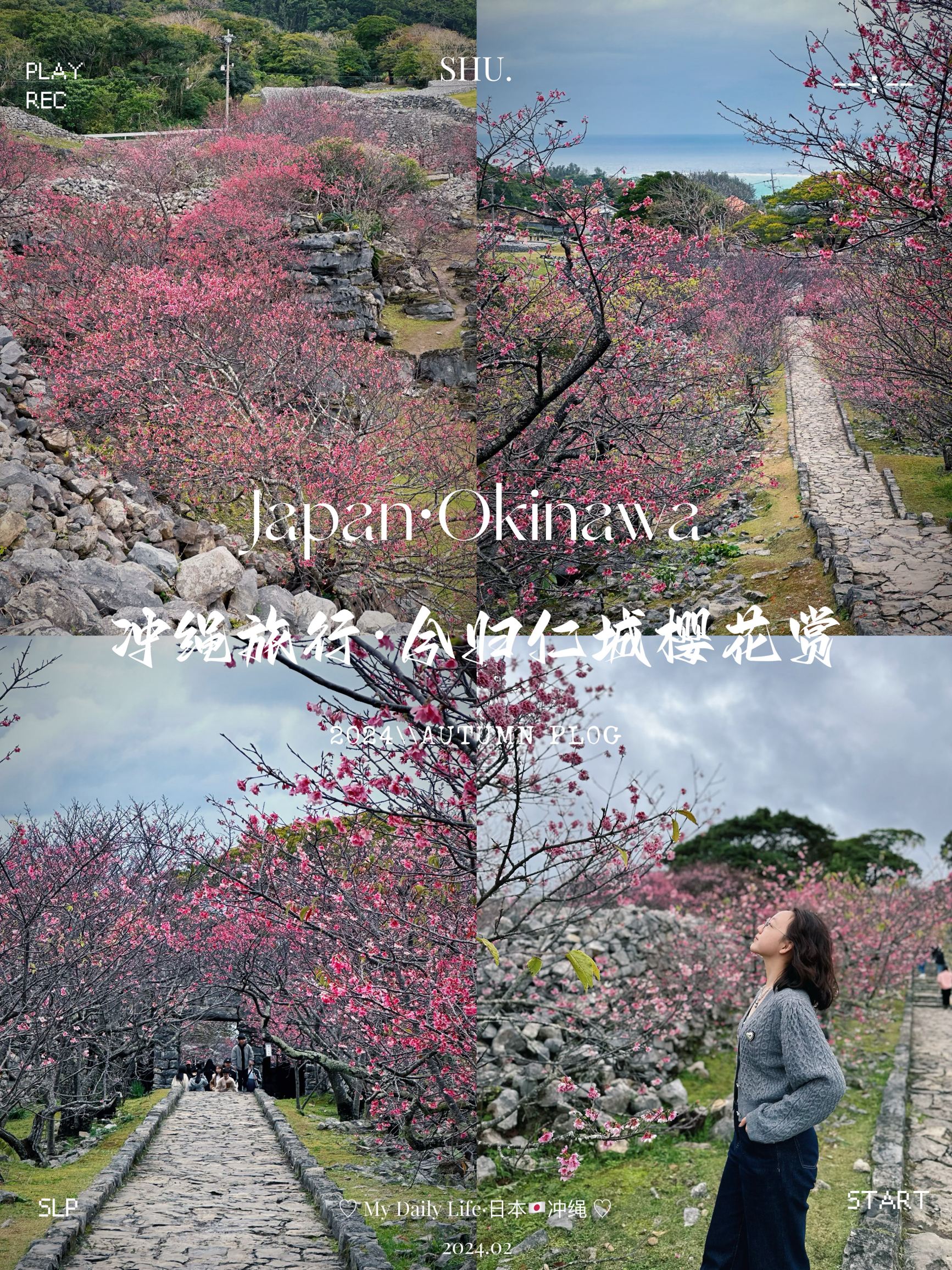 ᑋᵉᑊᑊᵒ ᵕ̈ OKINAWA D4：八重岳、美丽海水族馆、今归仁城迹  2024年2月8日🌧️ 