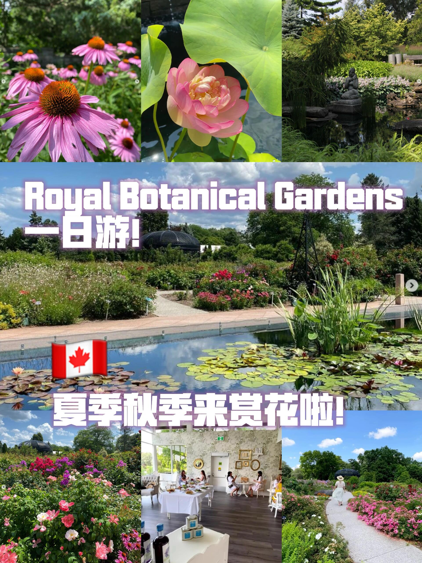 Royal Botanical Garden夏日花海🌸|||汉密尔顿和伯灵顿之间的加拿大皇家植物园你