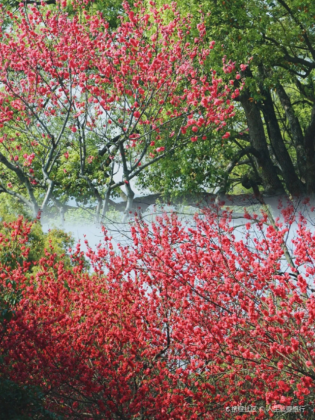 绝美春游地!杭州西湖乌龟潭游玩攻略
