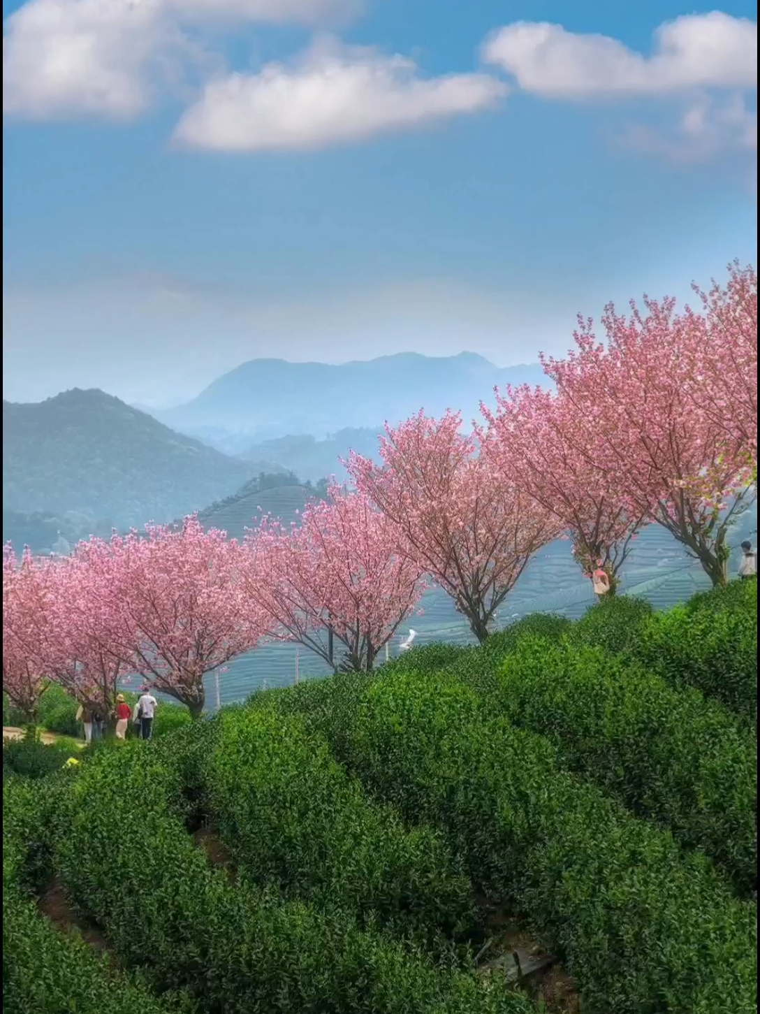 最后的晚樱❗杭州版“无量山”樱花茶园❗|||