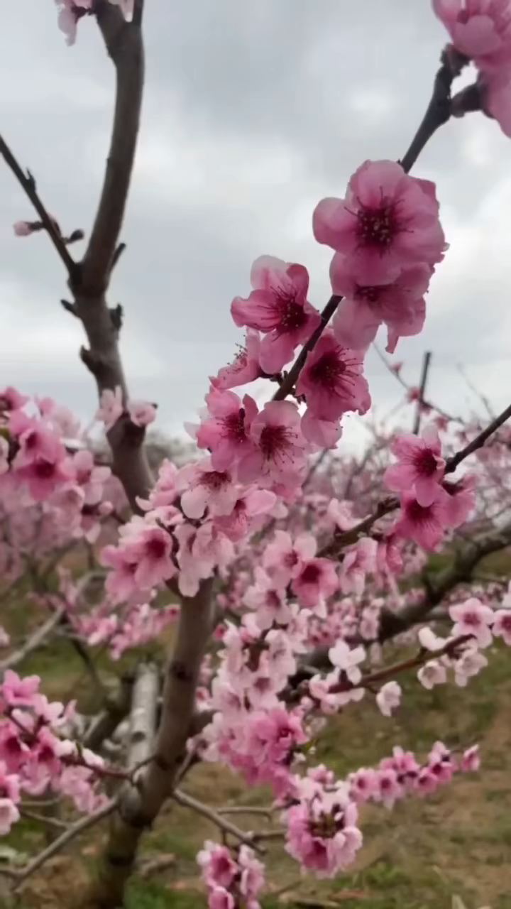 蒋大为！在那桃花盛开的地方，现在盛花期