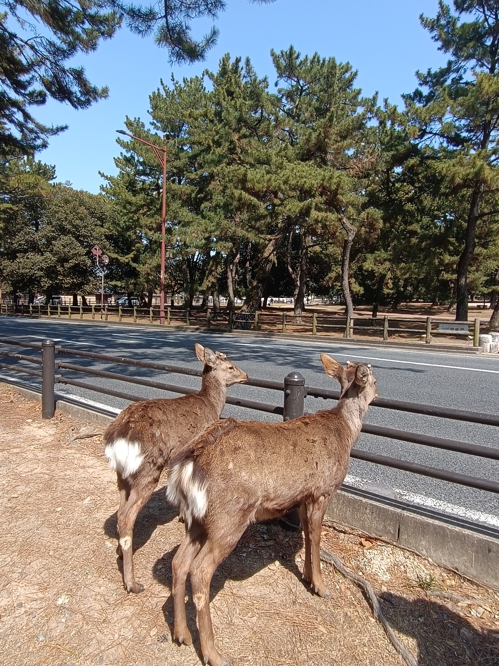 受到大部分游客喜欢的公园，也是奈良的标志性景点，散养在外麋鹿，可以和游客近距离接触，在广场到处都有买