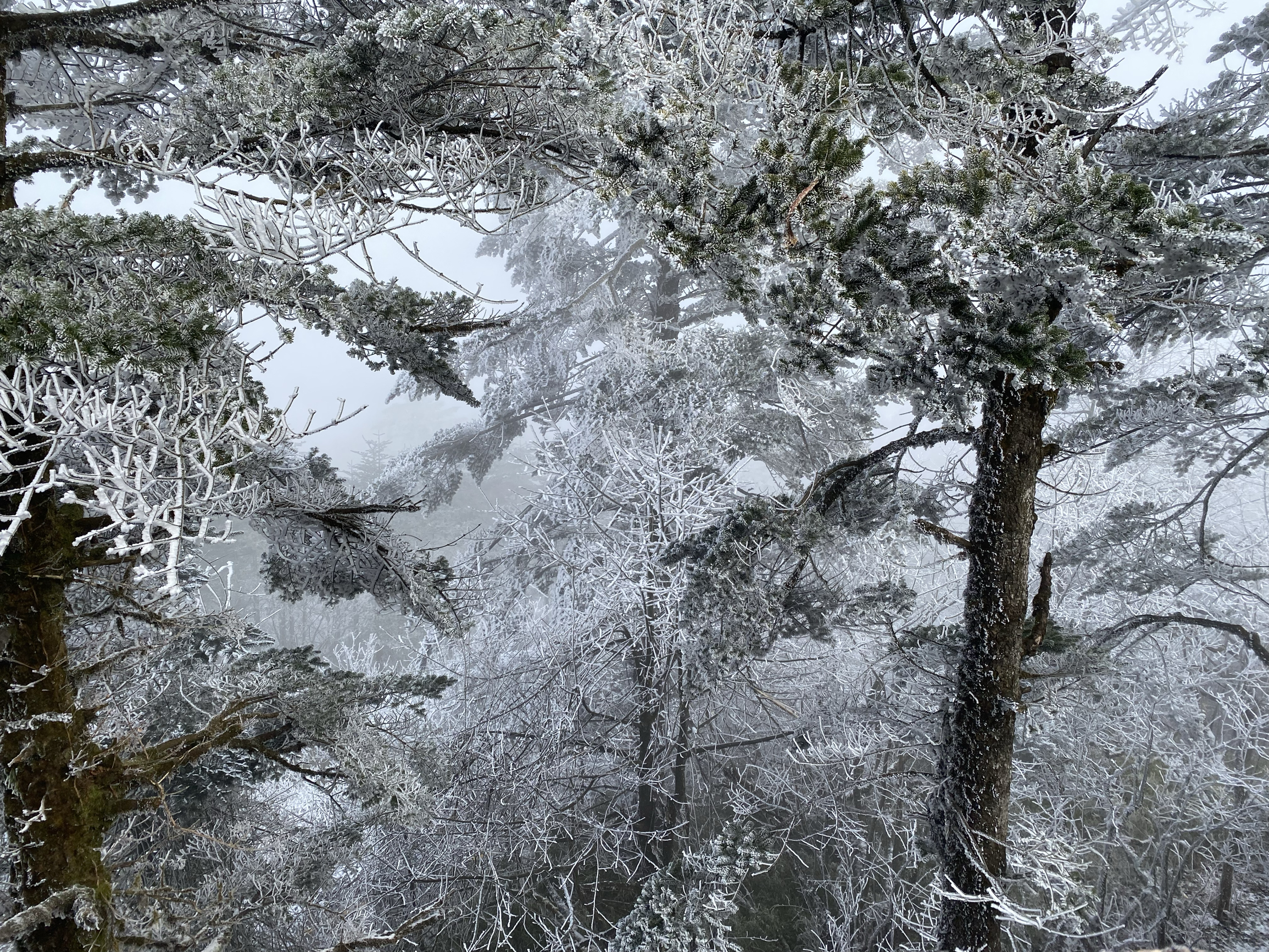#南方人看雪去哪里  峨眉山 峨眉山 是个不错的选择 雾淞冰挂美不胜收，步行的一段只有1.5公里，也