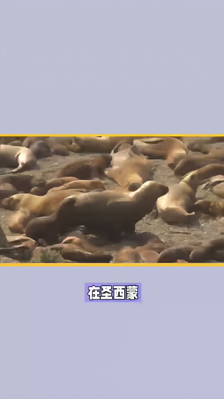 圣西蒙海豹聚集区：自然的奇迹与爱护的使命