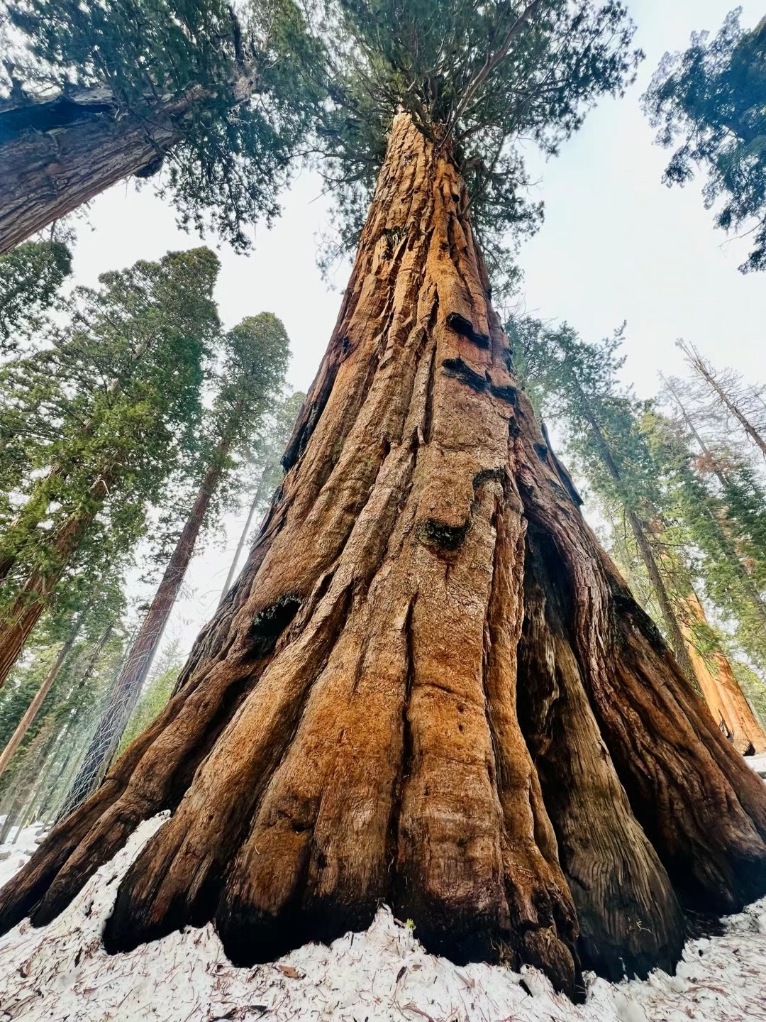 #冬日漫游指南 美国红杉国家公园藏着一种古老且神秘的物种，它们独立而自由地生长着。 红杉国家公园内生