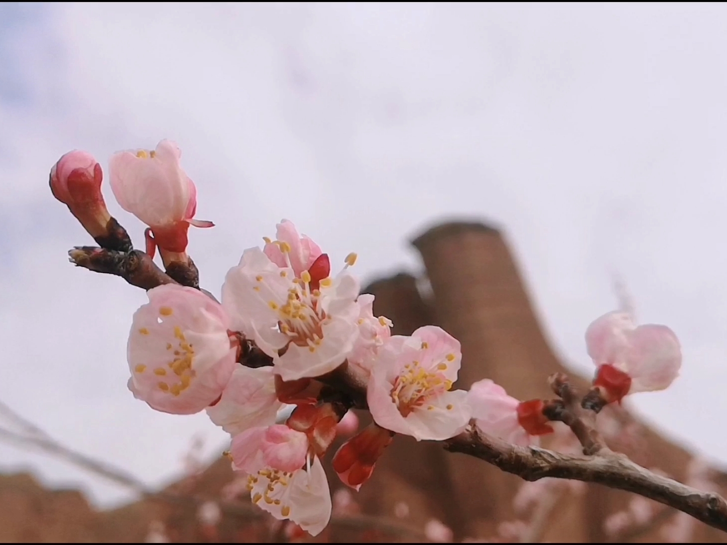 杏花村里来了好多摩托