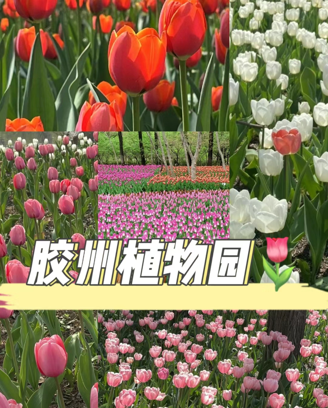 快来植物园看郁金香