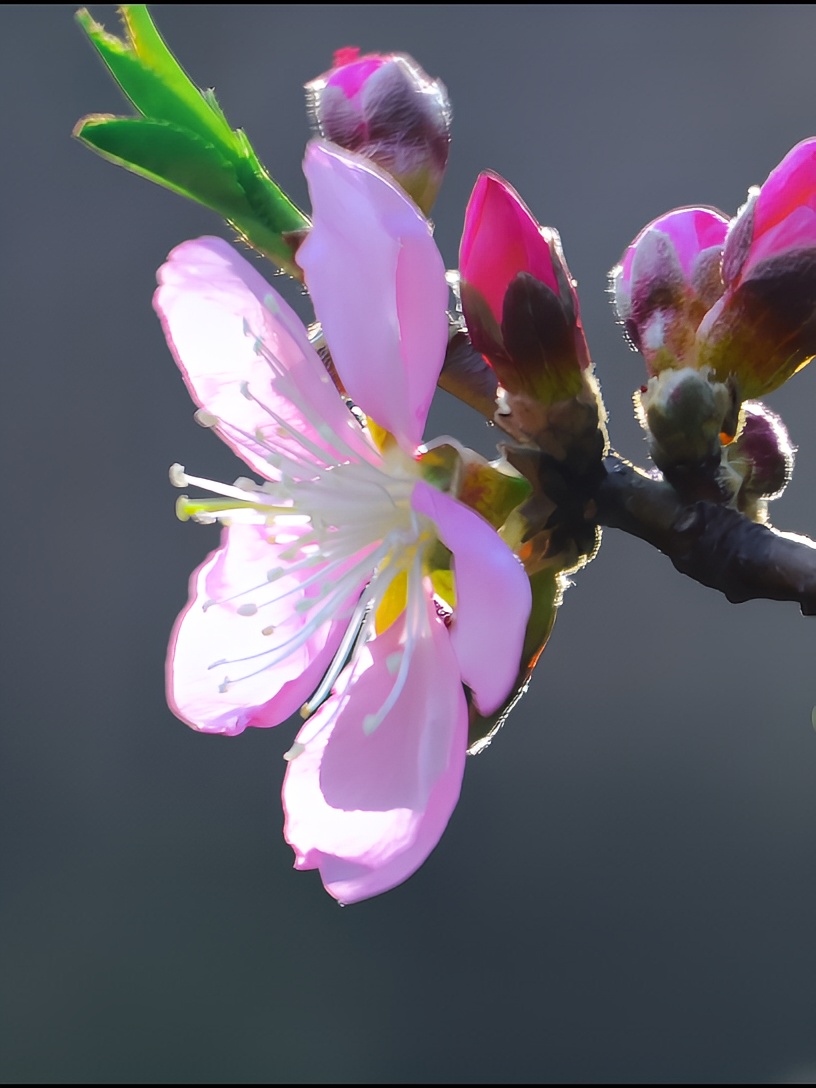 百花齐放，再起新章