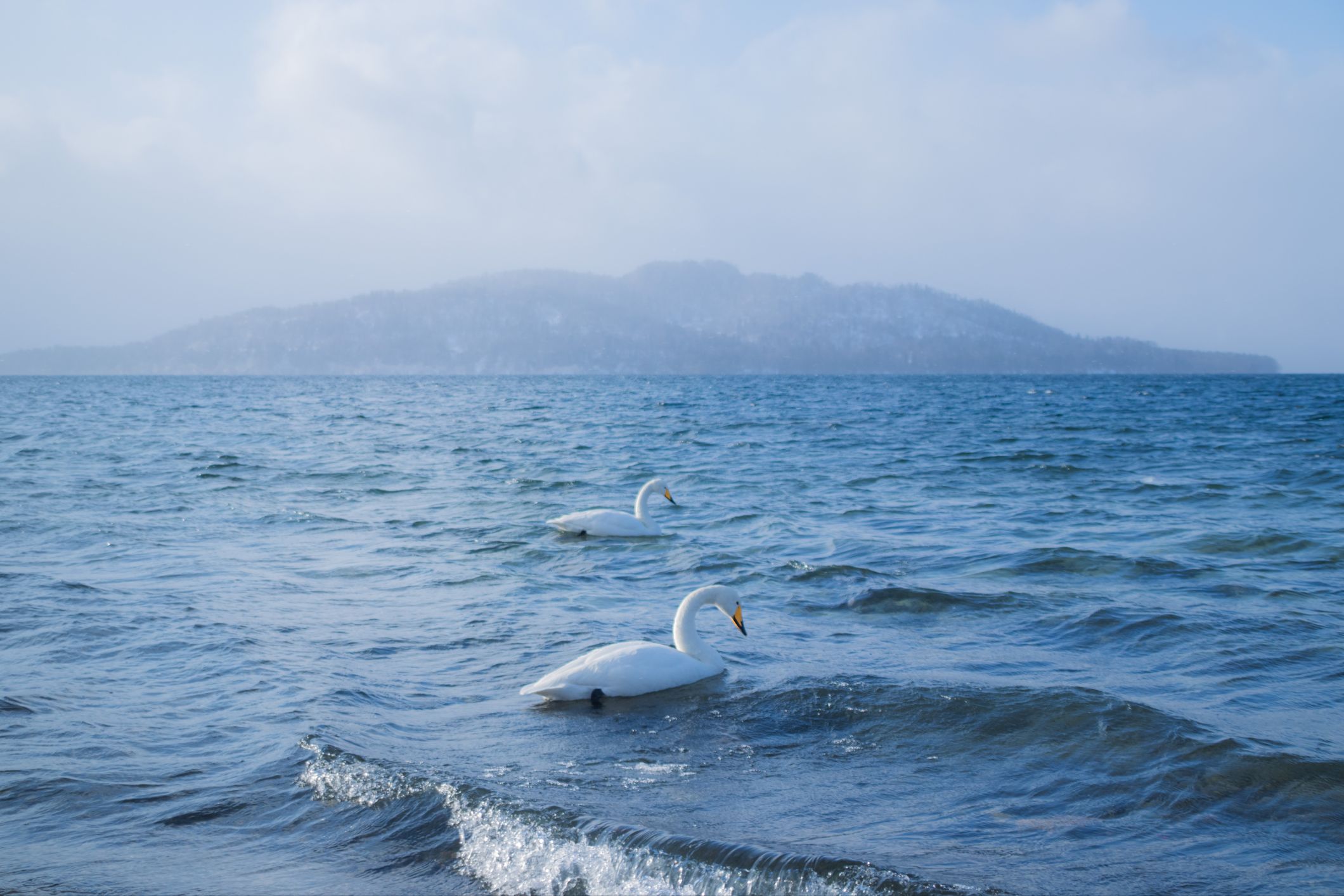 我在北海道的冬天，发现了一片梦幻天鹅湖！