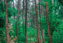 铁山国家森林公园景点图片