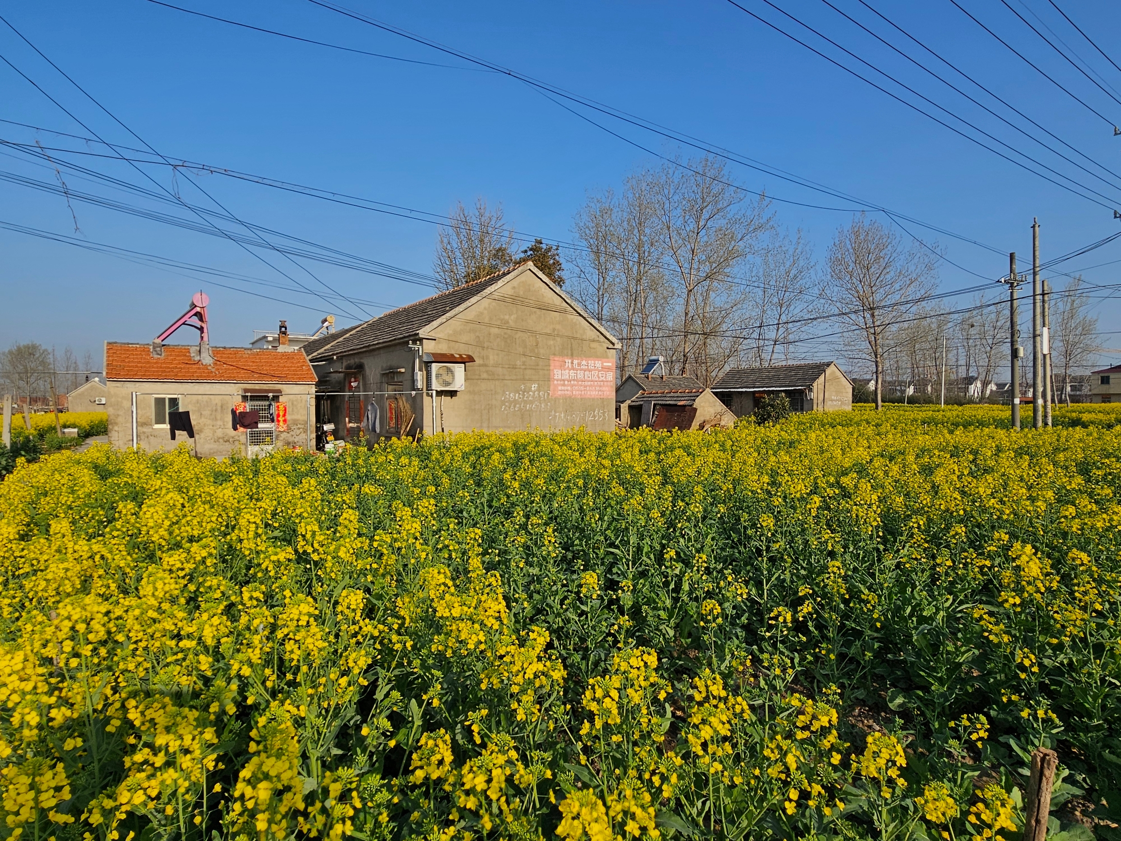 苏北农村风景，农家小屋楼房和别墅镶嵌在黄色花海中、小河边、道路旁，阳光明媚，空气清新，安居乐业，幸福