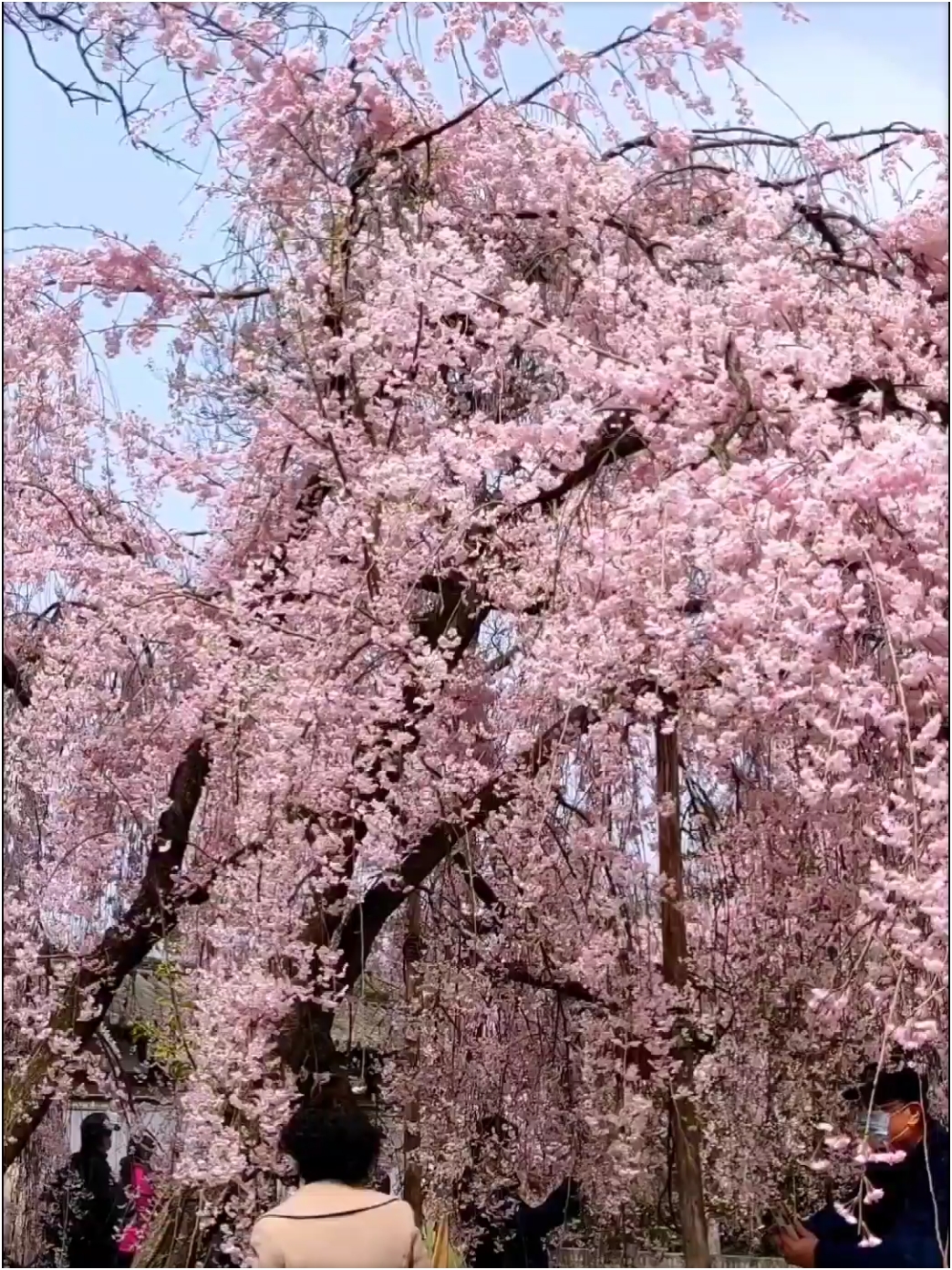 青龙寺的樱花开了，一定要带最爱的人去看一次