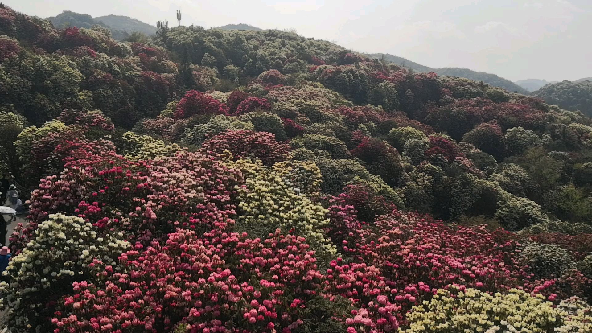 。百里杜鹃花开再来。