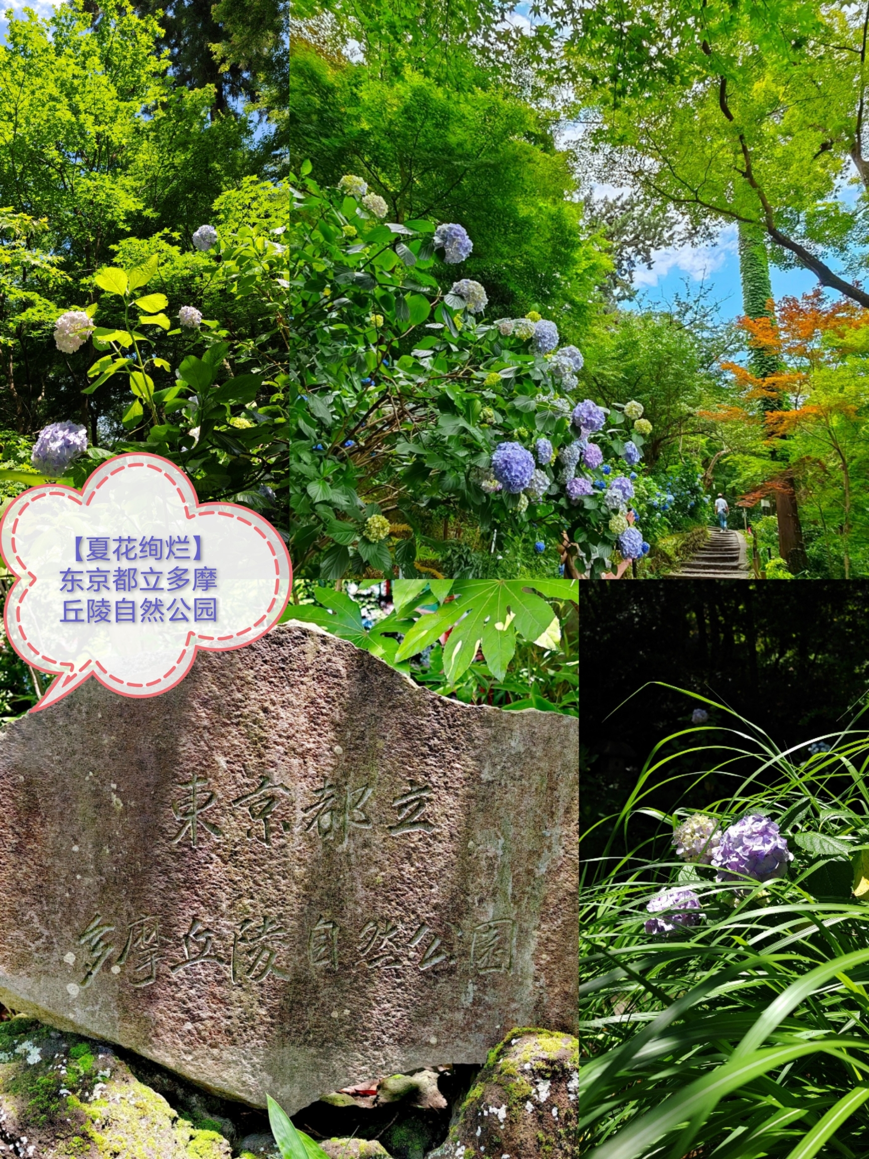 【夏花绚烂】东京都立多摩丘陵自然公园：和高幡不动是近邻