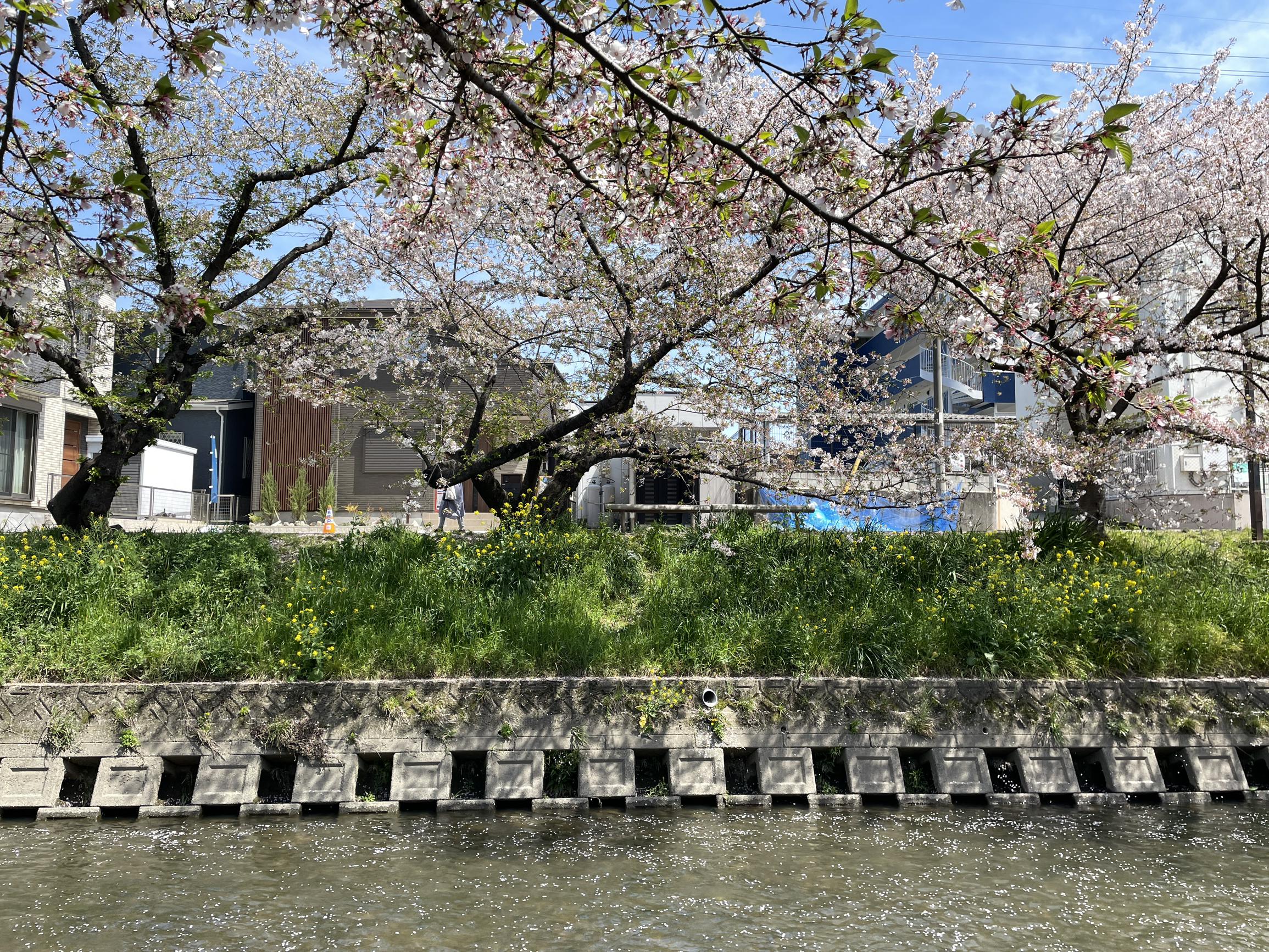从名古屋站坐电车半个小时就能到岩仓站，五条川伊势桥附近的樱花花瓣盛开，川内片片樱花🌸跟着流淌，形成花