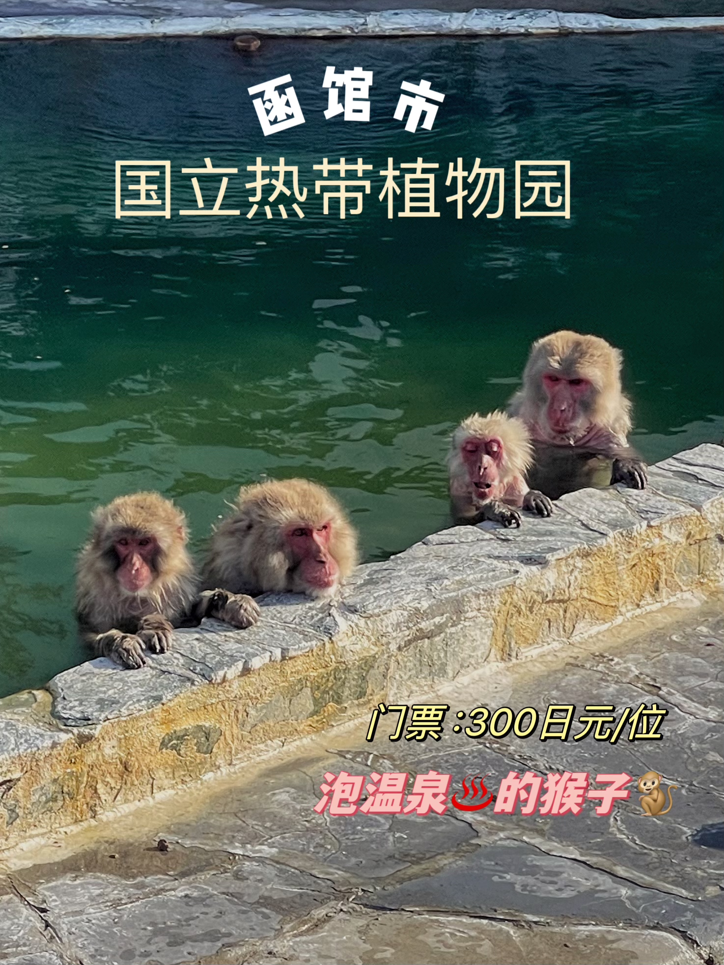 就是想看看泡温泉的猴子到底有多惬意