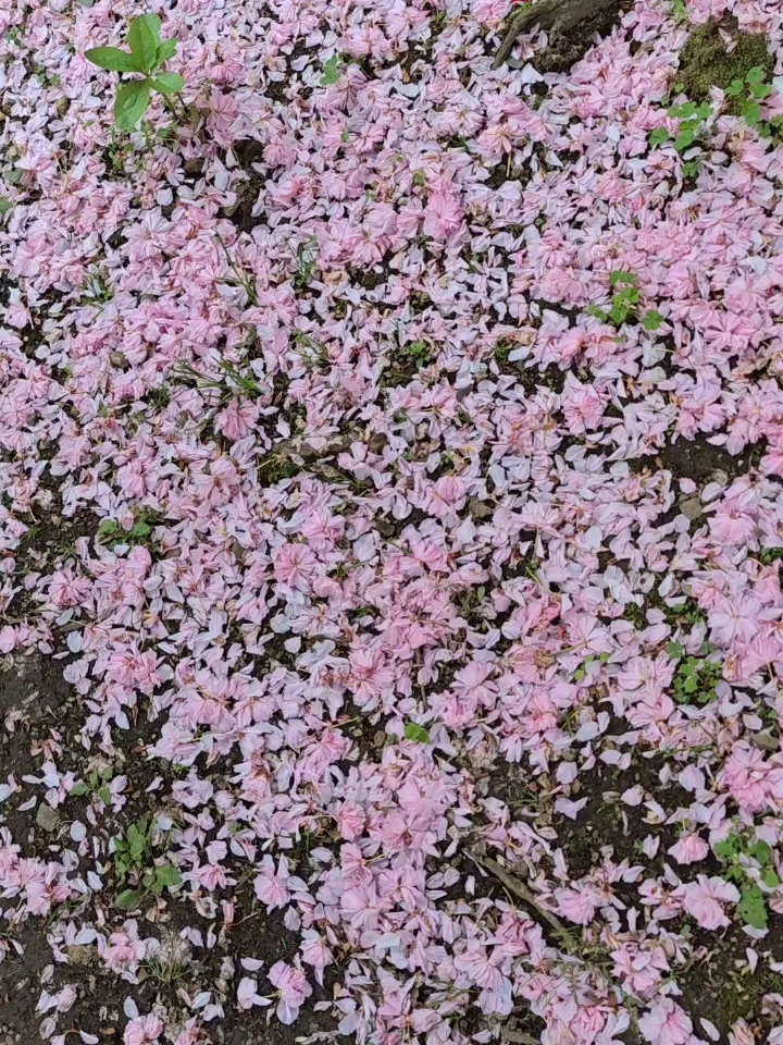 【恋恋花🌸季】足利花卉公园：再见落樱满地，开启杜鹃紫藤花季