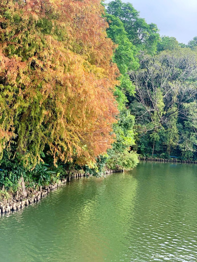 深圳仙湖植物园【集植物收集研究科学知识普及和旅游观光休闲】
