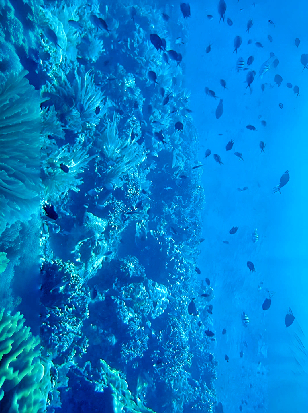 📍印尼潜水不在巴厘岛｜这个潜水圣地全球认证🏆